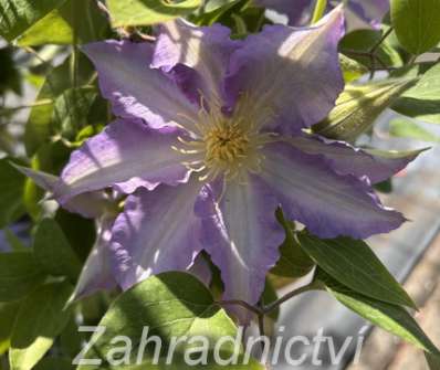 plamének - Clematis 'Thyrislund'