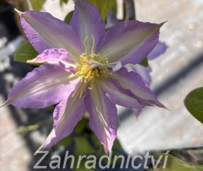 plamének - Clematis 'Thyrislund'
