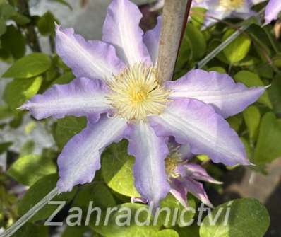 plamének - Clematis 'Thyrislund'