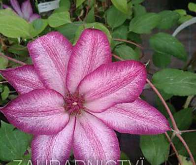 plamének - Clematis 'Tae'
