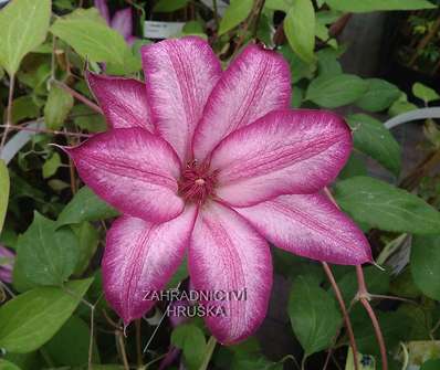 plamének - Clematis 'Tae'