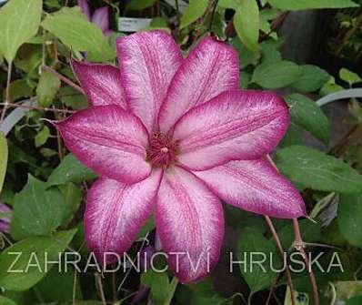 plamének - Clematis 'Tae'