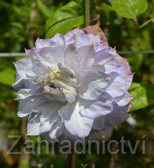 plamének - Clematis 'Veronica's Choice'