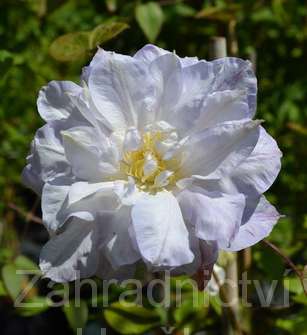 plamének - Clematis 'Veronica's Choice'