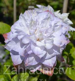 plamének - Clematis 'Veronica's Choice'