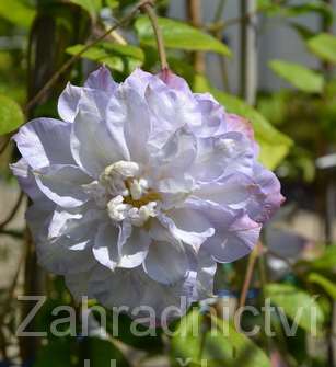 plamének - Clematis 'Veronica's Choice'