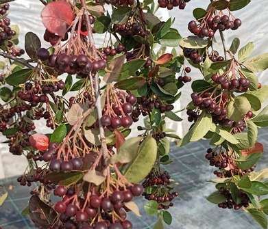 temnoplodec - Aronia Nero