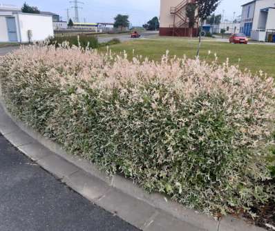 vrba - Salix integra 'Hakuro - Nishiki'   keř