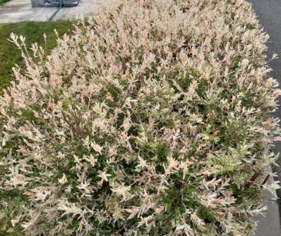vrba - Salix integra 'Hakuro - Nishiki'   keř