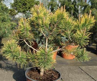 Borovice - Pinus mugo 'Gold Cone'