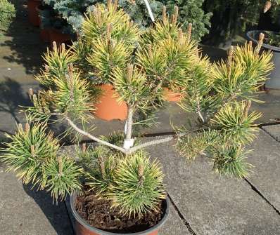 Borovice - Pinus mugo 'Gold Cone'