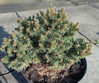 Borovice - Pinus mugo 'Wimbachgries'