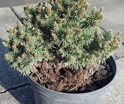 Borovice - Pinus mugo 'Wimbachgries'