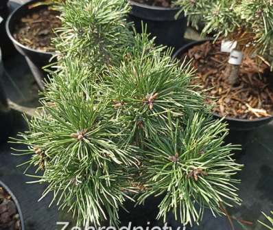 Borovice - Pinus mugo 'Parade Kissen'
