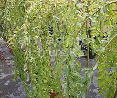 vrba - Salix integra 'Pendula'