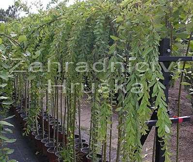 vrba - Salix integra 'Pendula'