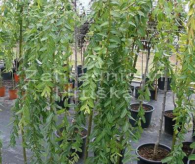 vrba - Salix integra 'Pendula'
