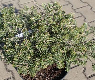 jedle - Abies koreana 'Fliegende Untertasse'