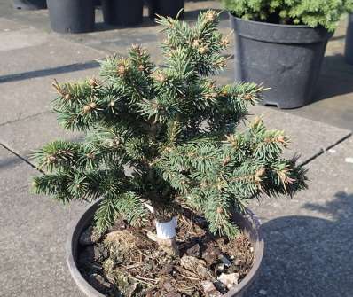 smrk - Picea abies 'Tatran'
