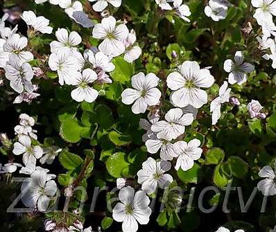 Gypsophila cerastioides