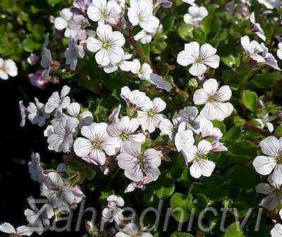 Gypsophila cerastioides