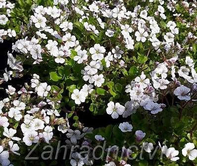 Gypsophila cerastioides