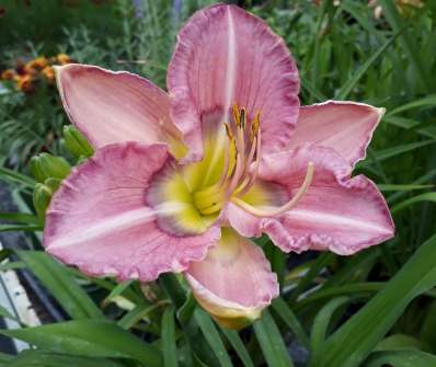 Hemerocallis Magnificent Rainbow