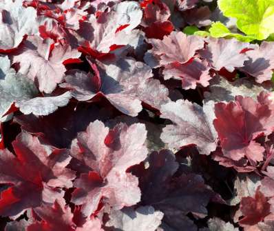 Heuchera Chery Cola