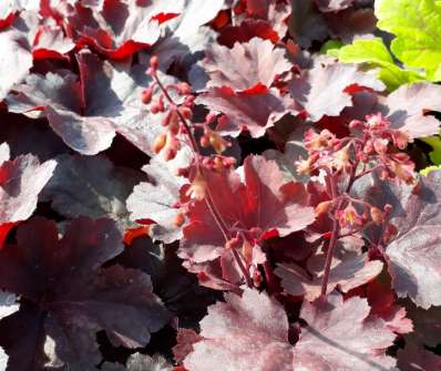 Heuchera Chery Cola