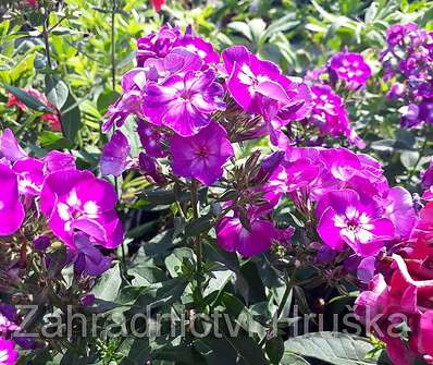 Phlox paniculata Laura