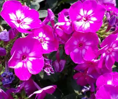 Phlox paniculata Laura