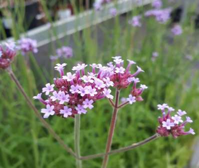 Verbena bonariensis
