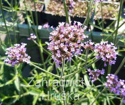 Verbena bonariensis