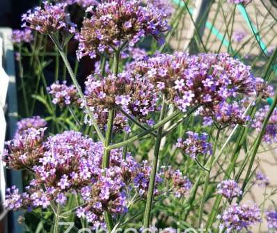 Verbena bonariensis