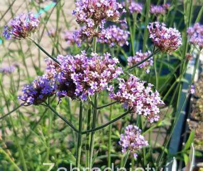 Verbena bonariensis