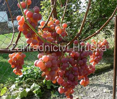 Vinná réva Vineland