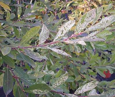 vrba - Salix cinerea 'Tricolor'