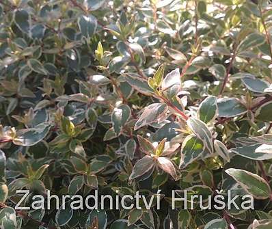 abélie - Abelia grandiflora 'Radiance´