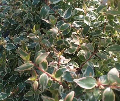 abélie - Abelia grandiflora 'Radiance´