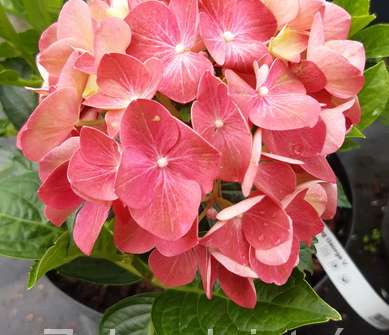 hortenzie - Hydrangea macrophylla 'King George V.'