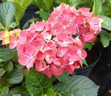 hortenzie - Hydrangea macrophylla 'King George V.'