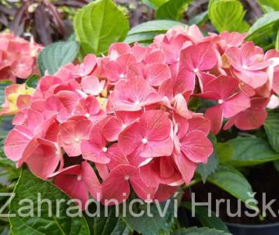 hortenzie - Hydrangea macrophylla 'King George V.'
