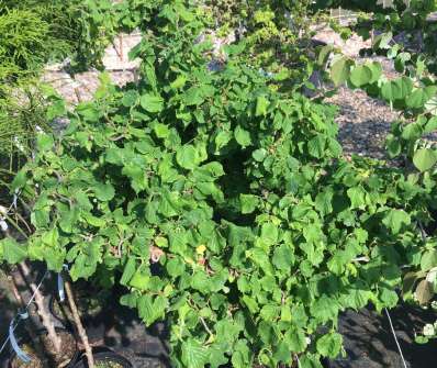 líska - Corylus avellana 'Scooter'