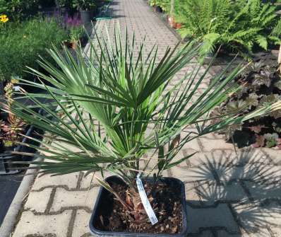 žumara - Chamaerops humilis
