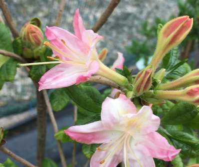 Azalea knaphill 'Jollie Madame'