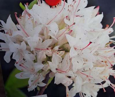 Azalea knaphill 'Viscosa'