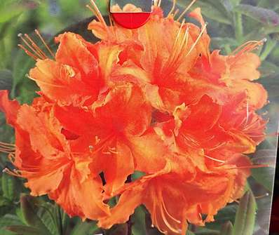 Azalea  mollis knaphill 'Koningin Emma'