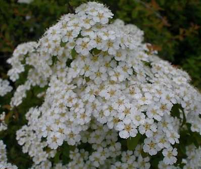 tavolník - Spiraea 'Bella'