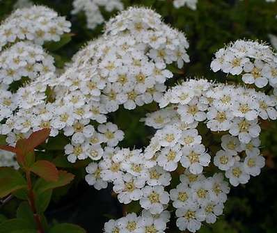 tavolník - Spiraea 'Bella'