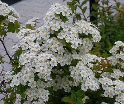 tavolník - Spiraea 'Bella'